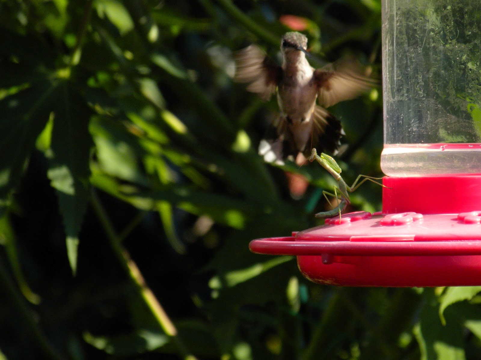Panoply Unsuspecting Hummingbird's Predator