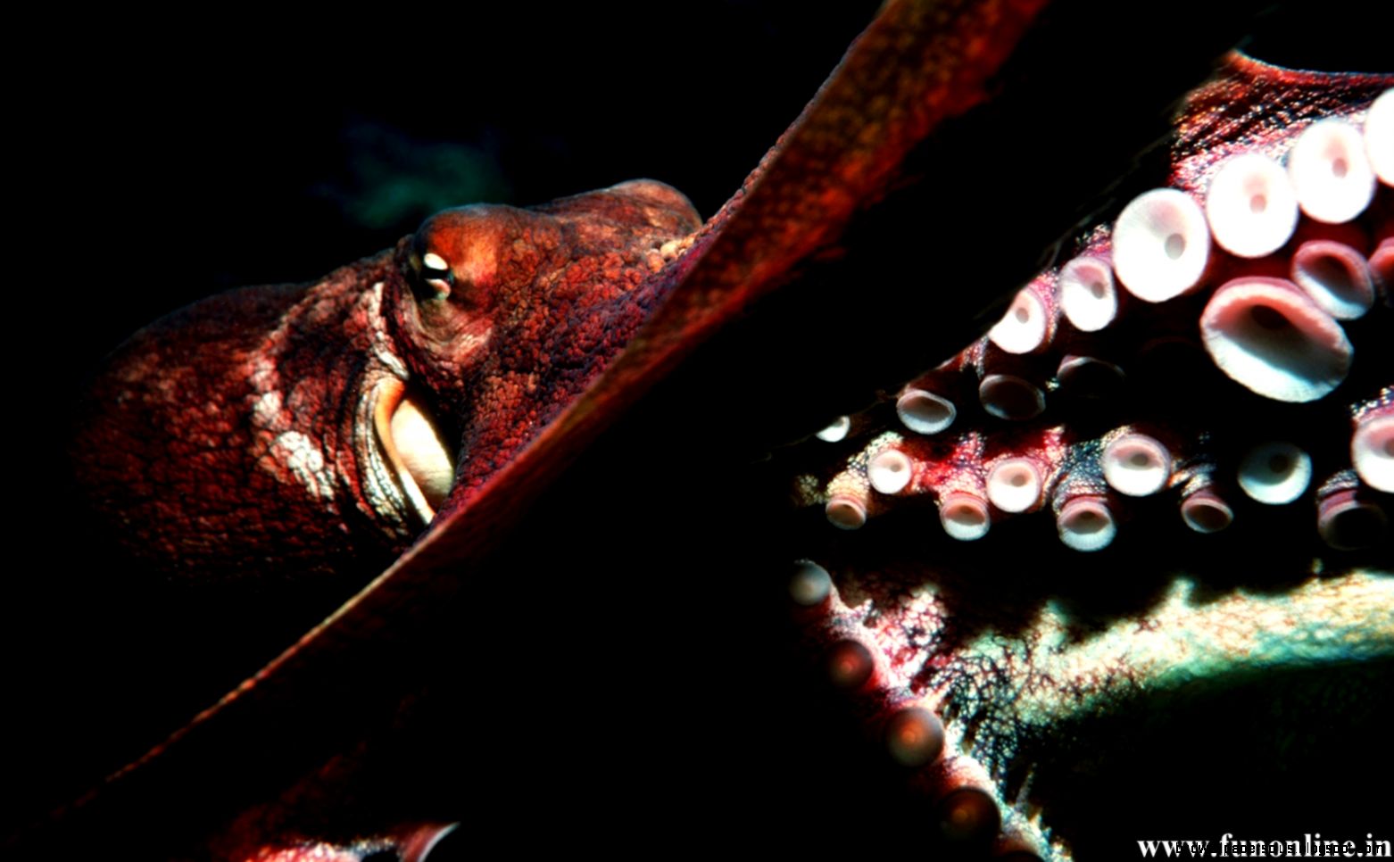 Red Octopus Desktop Backgrounds Red Octopus Desktop Backgrounds