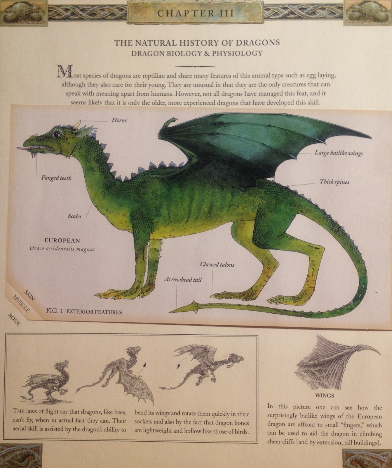 Image result for dragonology book