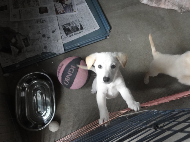 Alifetoyonaka 白々小犬の もなか リーム