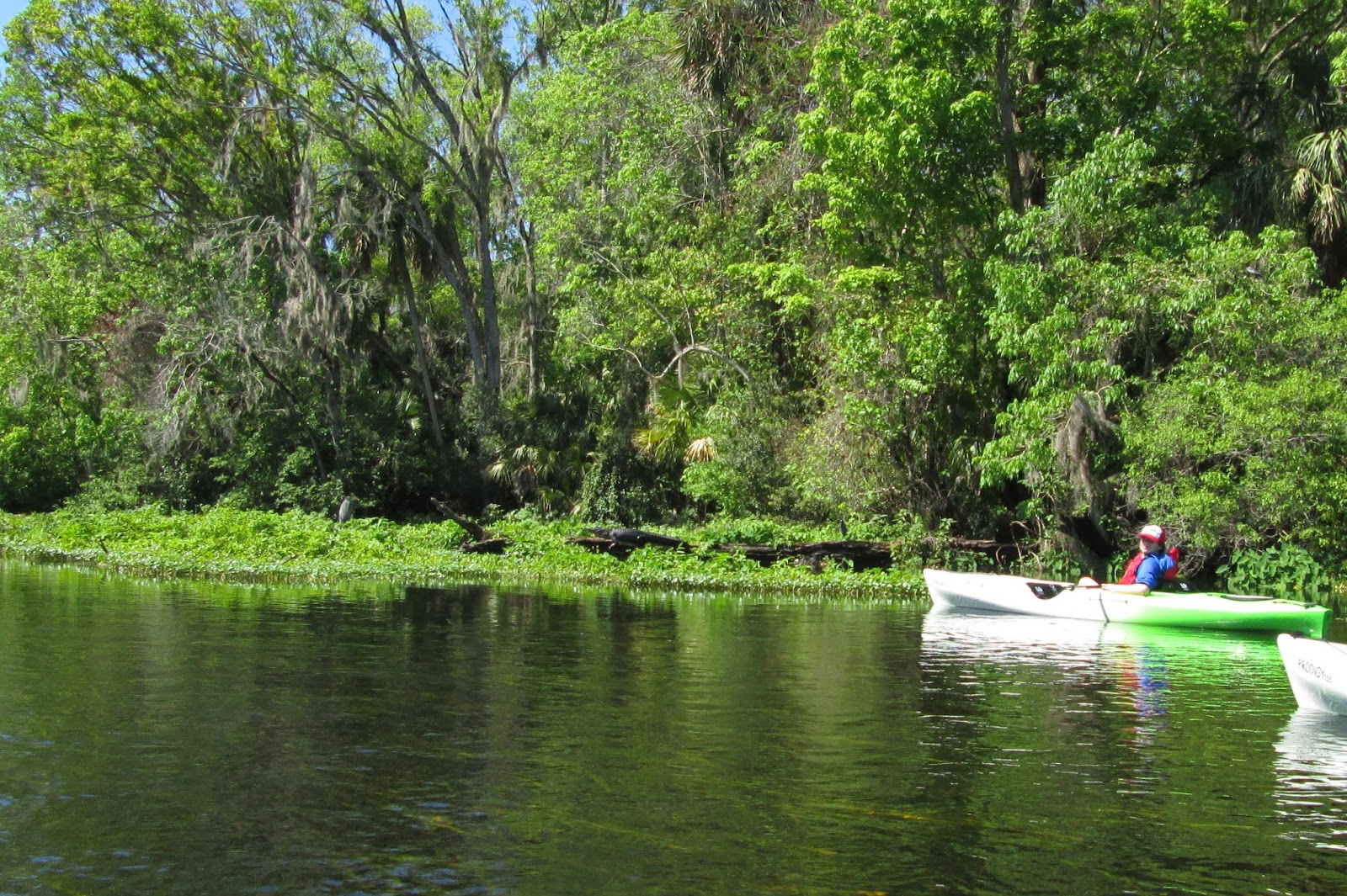 Central Florida Kayak Tours Kayaking near Sanford, FL on the Wild and