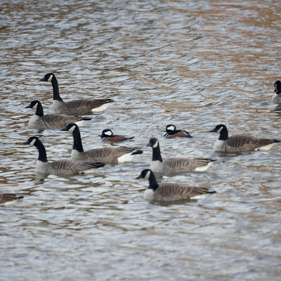 Geese and Hooded Mergansers