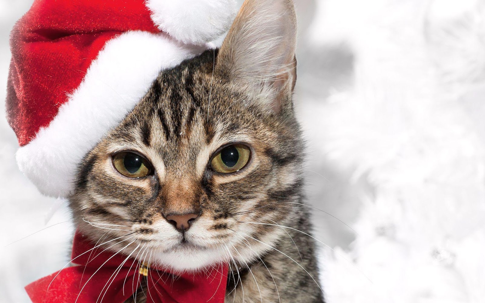 HD katten wallpapers en foto's Mooie Leuke Achtergronden Voor Je