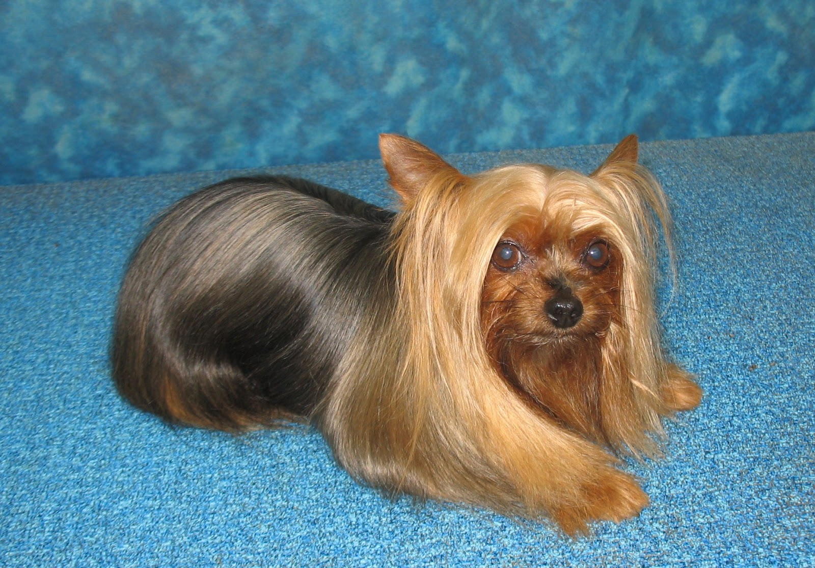 BBird's GroomBlog PET YORKIE GROOMING OPTIONS
