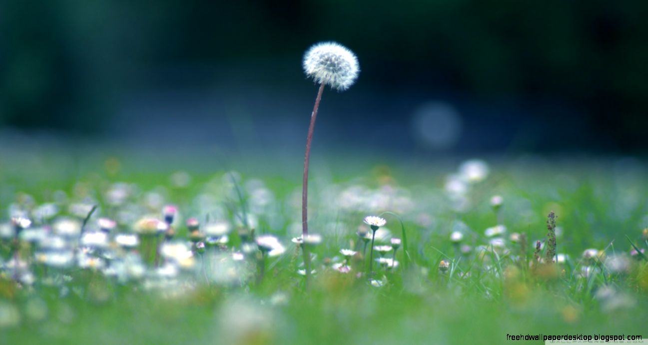 Dandelion Seeds Hd Wallpaper Best Desktop Wallpapers Dandelion Seeds Hd Wallpaper Best Desktop Wallpapers