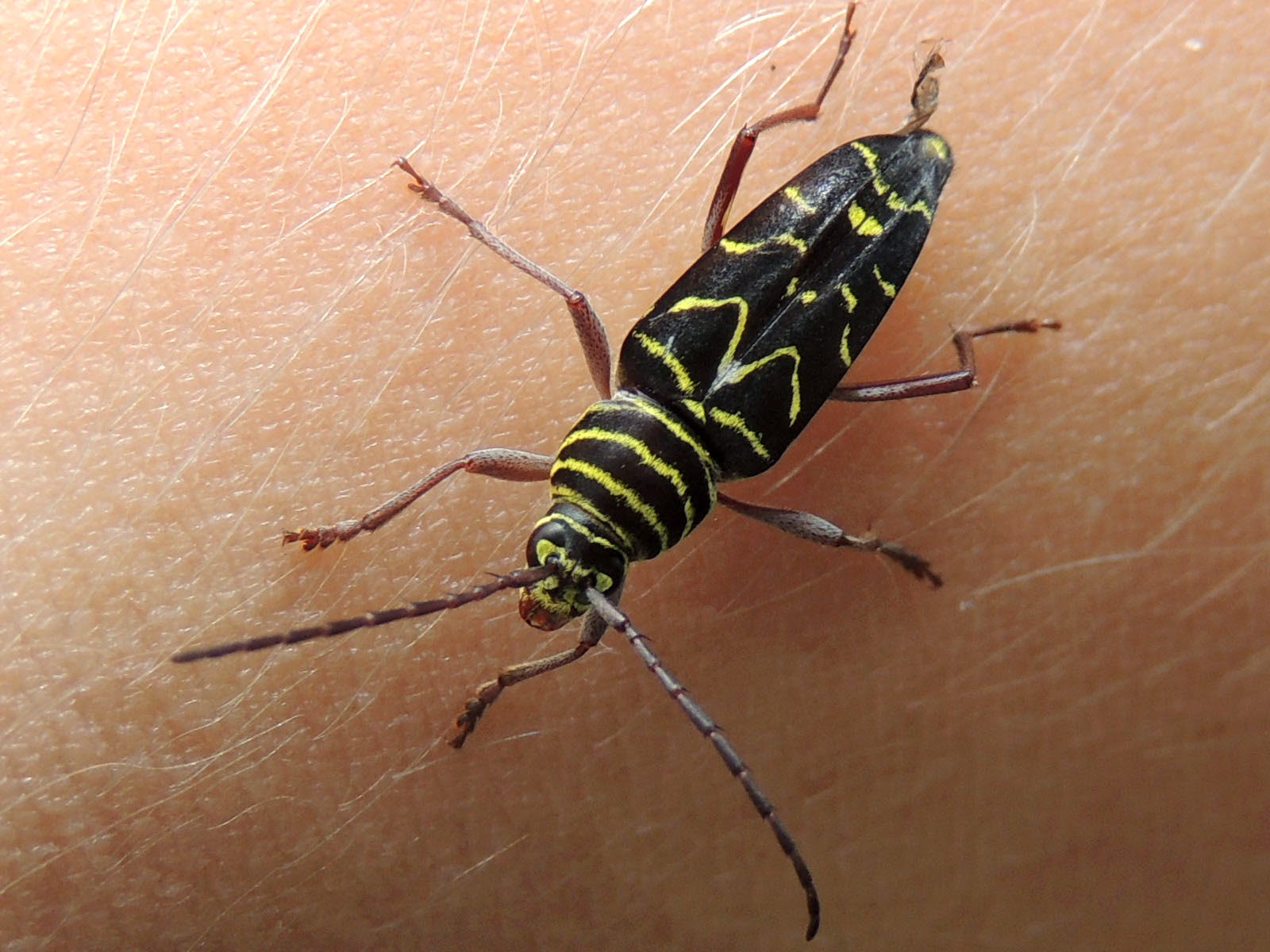 Amanda no País das Maravilhas Megacyllene acuta