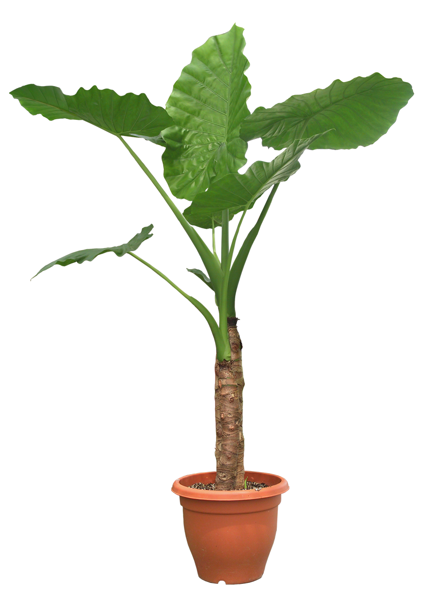 Pleasures in Helping Others Beautiful Transparent Plants