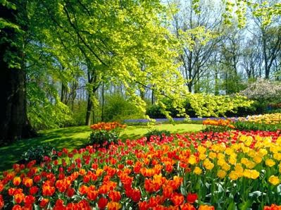 Картинки по запросу рослинний світ