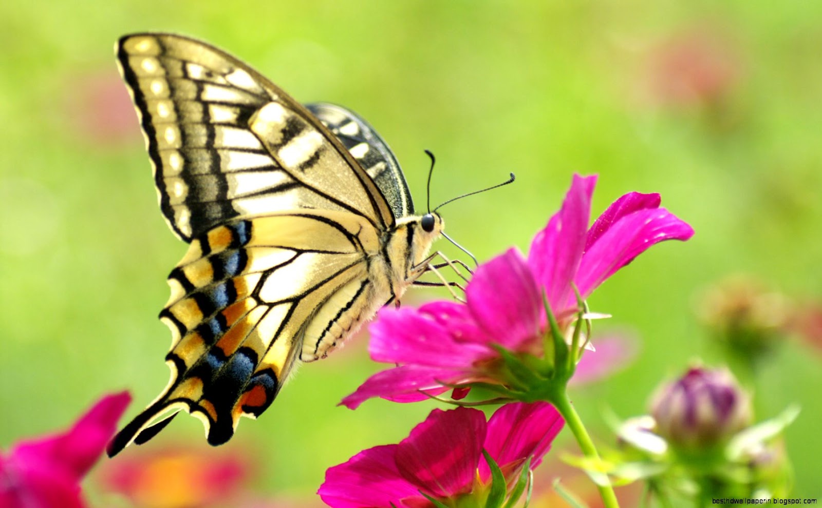 Beautiful Flowers with Butterflies Beautiful Flowers with Butterflies