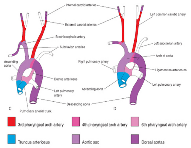 206 bones of the body: Cardiovascular Embryology