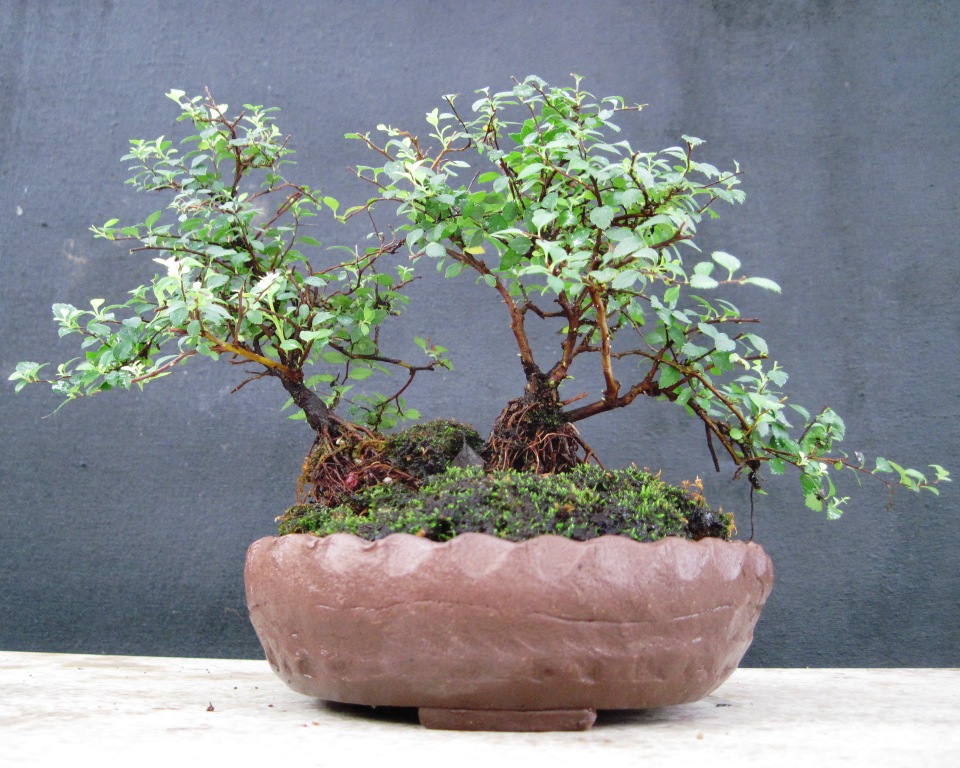 Bonsai Beginnings Spirea As A Bonsai