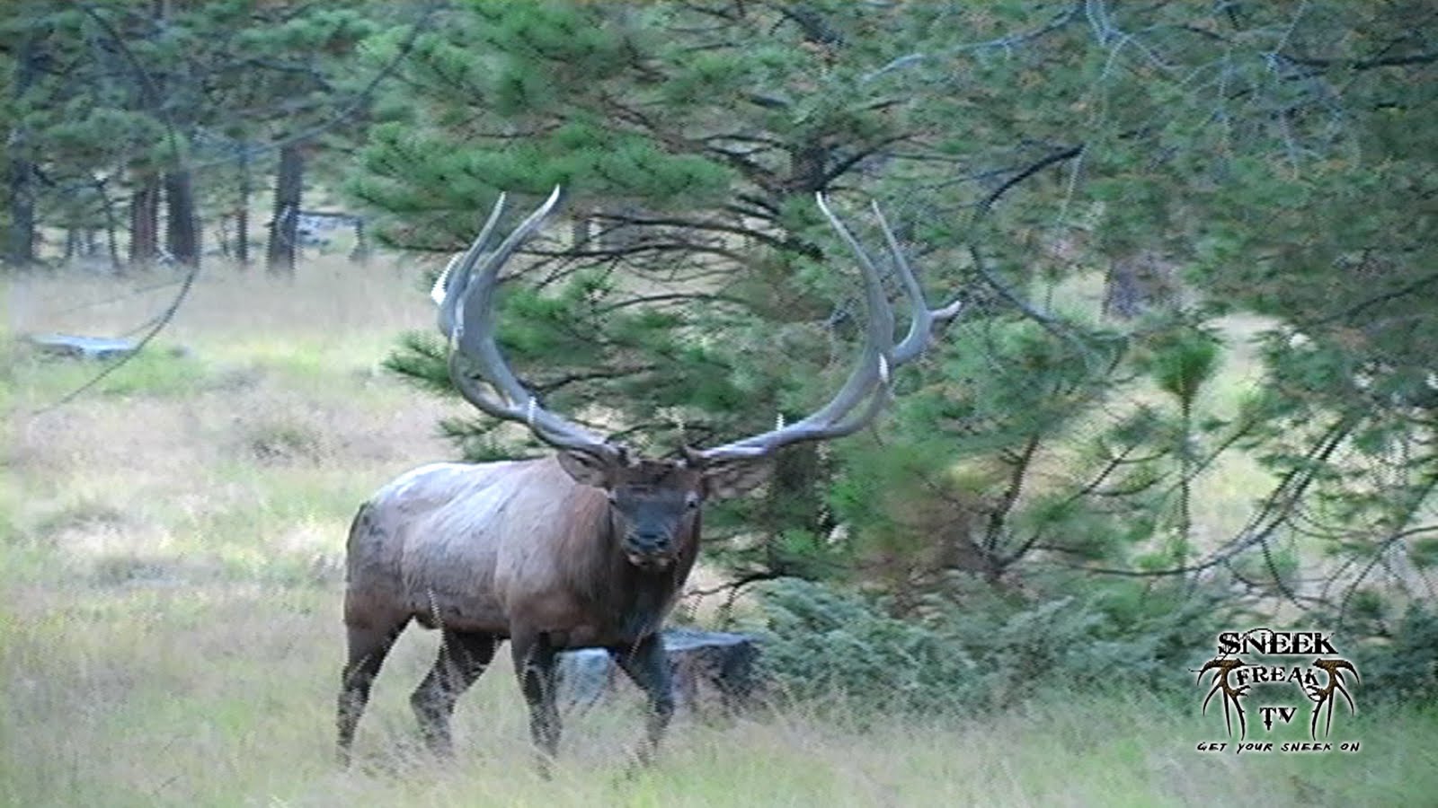 Sneek Freak TV The Big 4 Bull