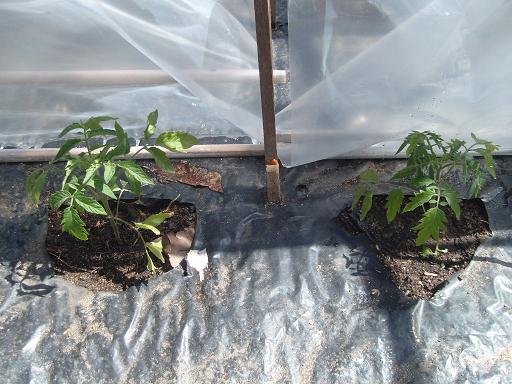 Angel y su nieta: “LO POCO QUE SE SOBRE EL CULTIVO DEL TOMATE”