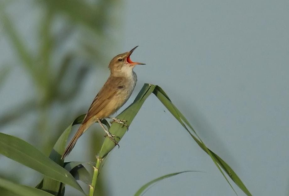 Variety of Life Acrocephalus
