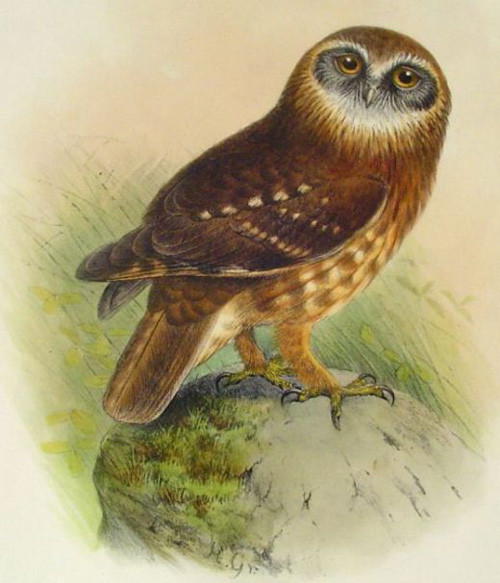 my owl barn freebie