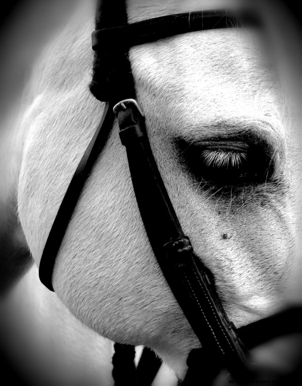 The Face of Pain Horse Boots Hoof Boots Saddle Pads amp Equipment The Face of Pain Horse Boots Hoof Boots Saddle Pads amp Equipment