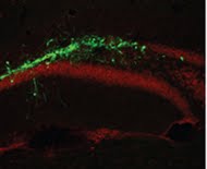Mature NeuN+ neurons in rat dentate  gyrus (Green, GFP; Red, NeuN)