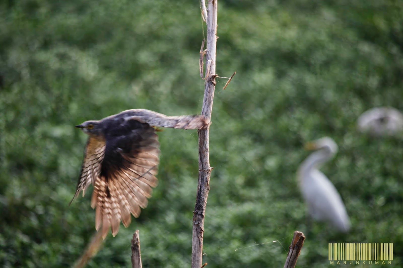 Common Hawk-Cuckoo_In Flight