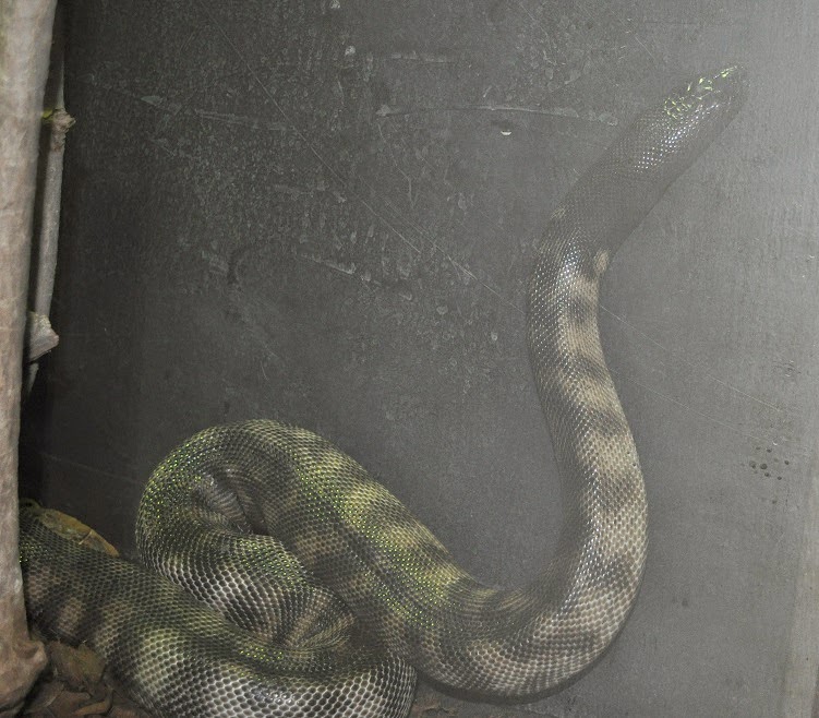 ZOOTOGRAFIANDO (MI COLECCIÓN DE FOTOS DE ANIMALES) PITÓN DE CABEZA