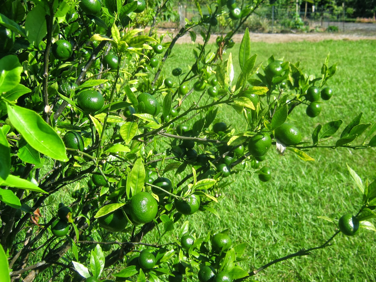 Garden Guy Hawaii Citrus Fruit Drop