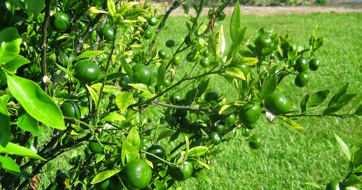 Garden Guy Hawaii Citrus Fruit Drop