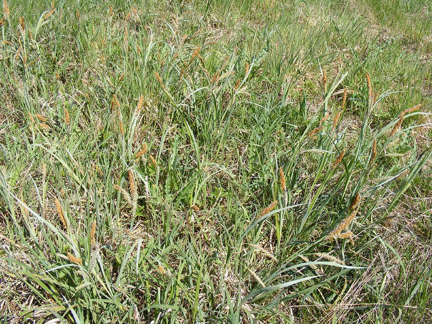 Sedges Hairy sedge c. ...