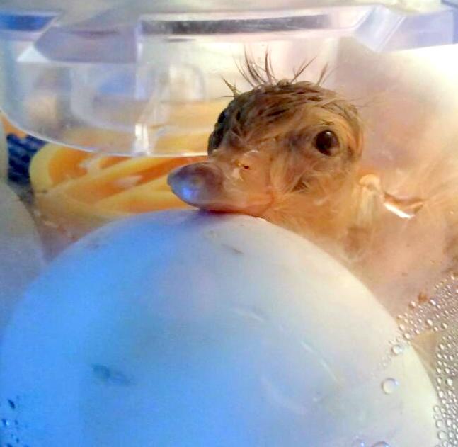 Our New Saxony Ducklings Cuteness Overload Fresh Eggs Daily®