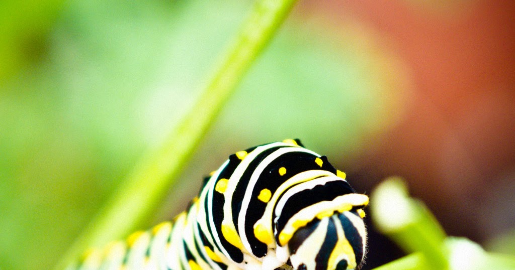 PENGERTIAN DEFINISI ISTILAH ARTI KATA JENIS HAMA HUTAN