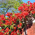 red flowers in this Portugal Freedom Day