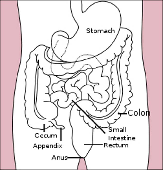 Upper Chest Diagram