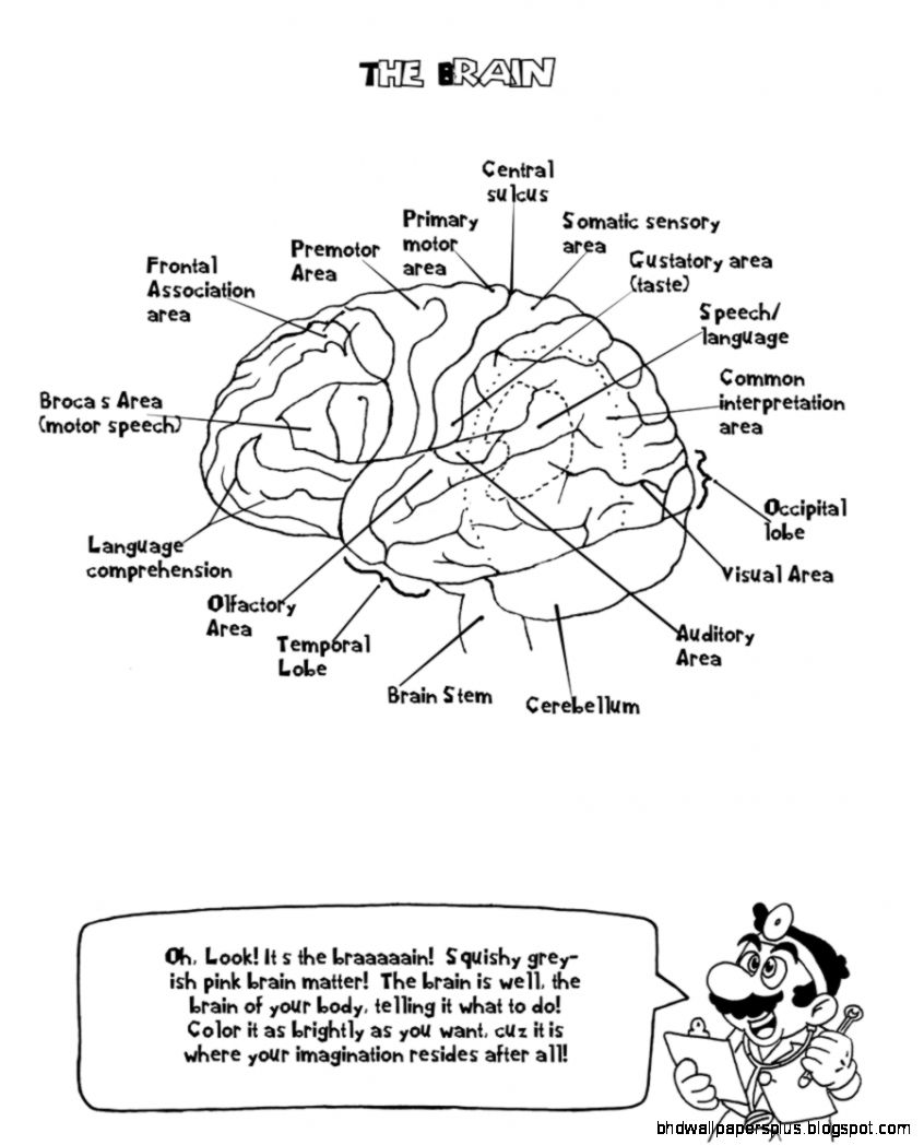 Human Anatomy Coloring Pages Free Printable Human Anatomy Human Anatomy Coloring Pages Free Printable Human Anatomy
