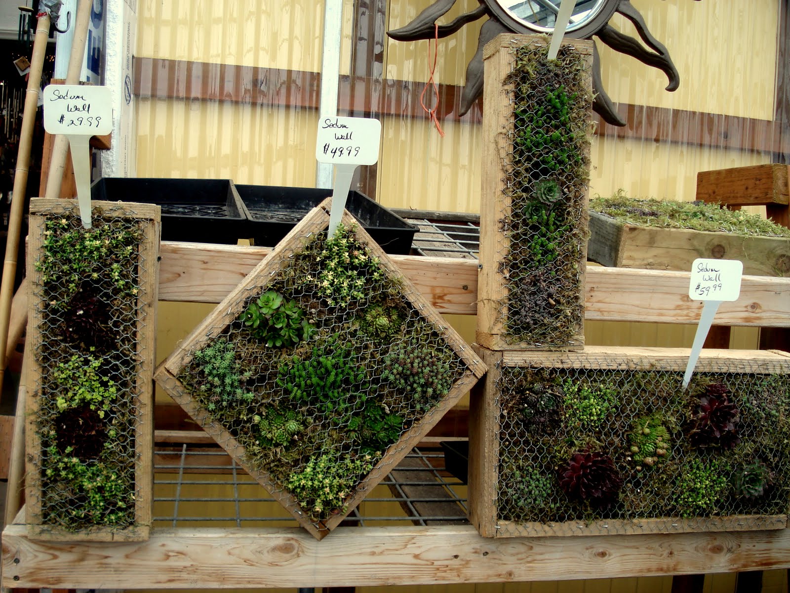 What's the Smatter? The Garden Spot Nursery A Bellingham Boon