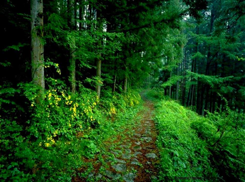 Amazon Rainforest Wallpapers Wallpaper Cave Amazon Rainforest Wallpapers Wallpaper Cave