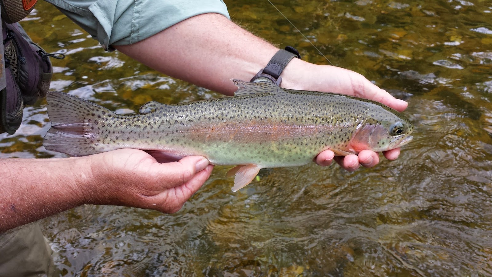 Vermont Fly Fishing Fly Fishing for Vermont Trout