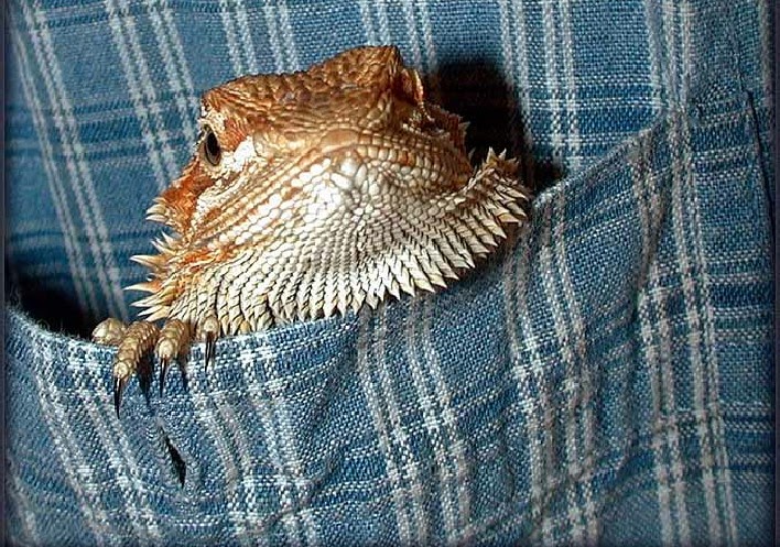 bearded-dragon-belly-stress-marks-5.jpg
