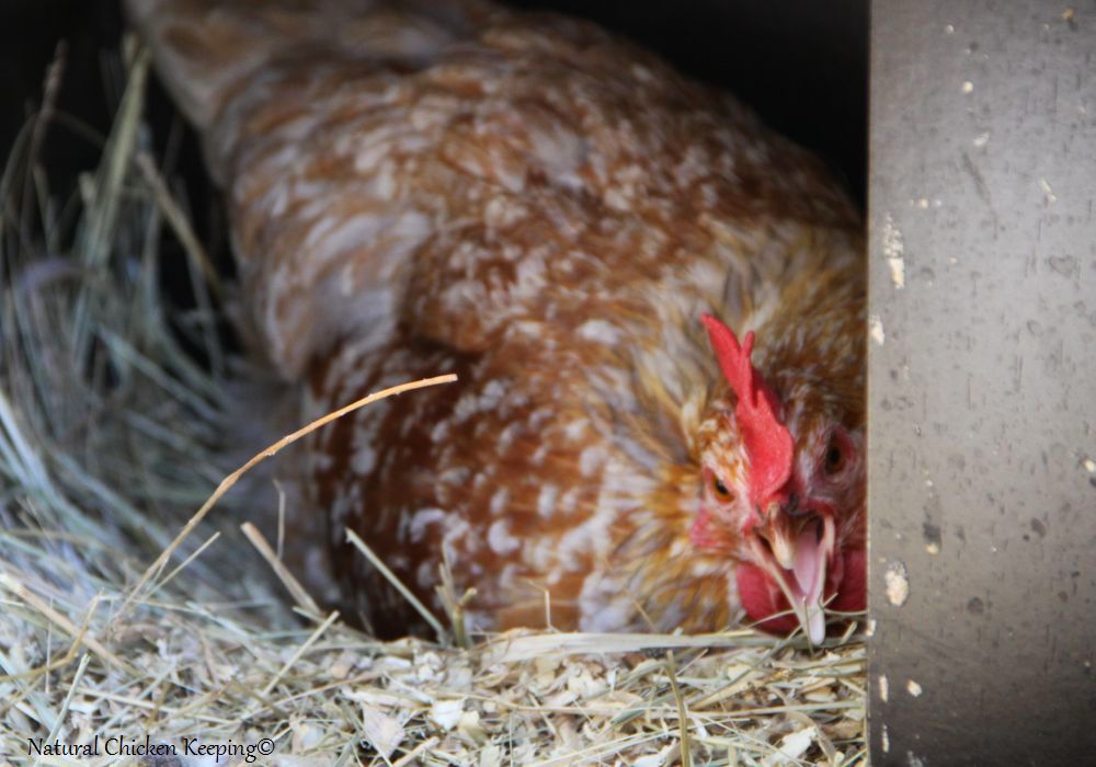 Natural Chicken Keeping How Do Chickens "Do It?" Chicken Sex Explained