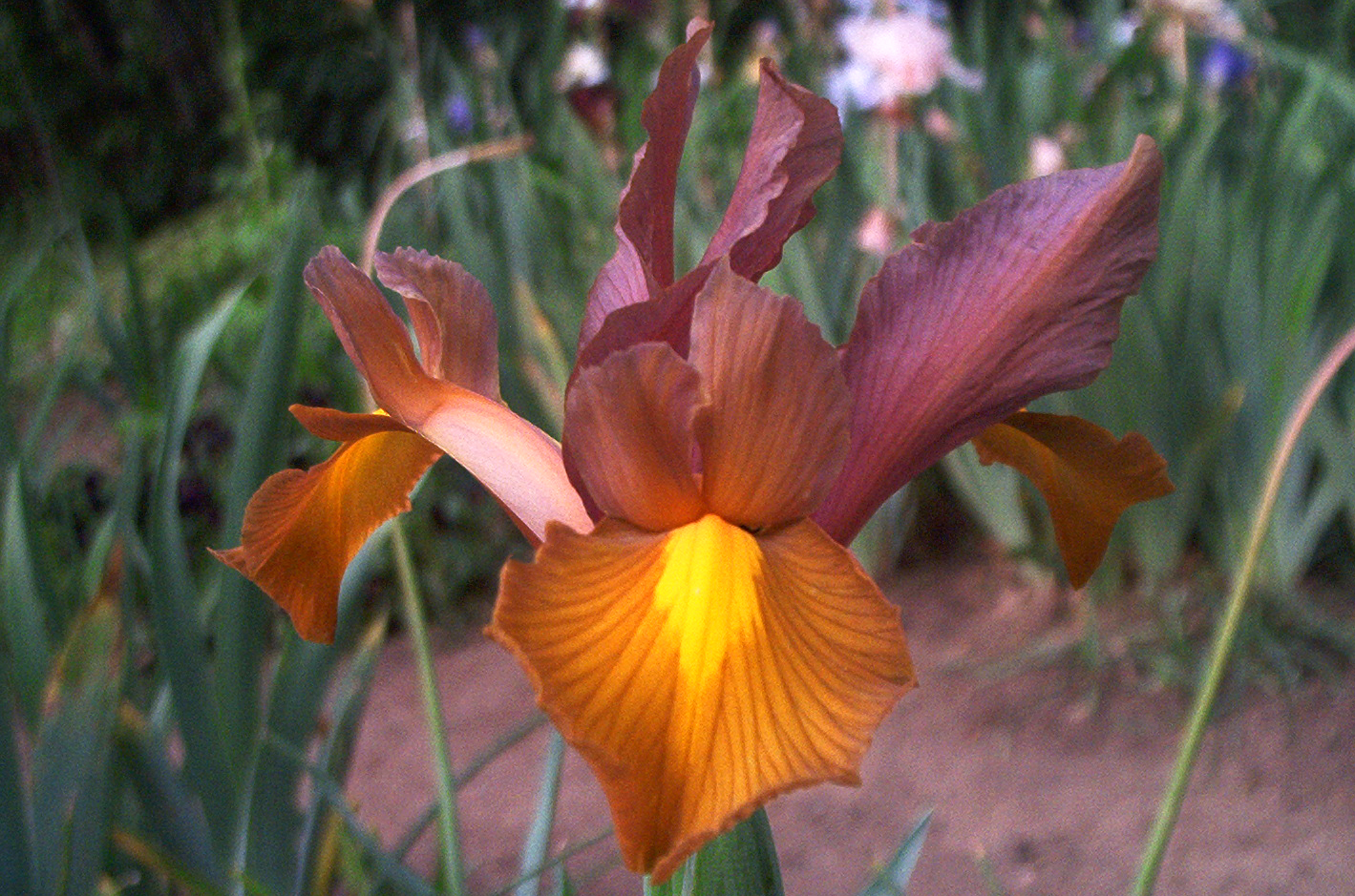 World of Irises Going Dutch Iris
