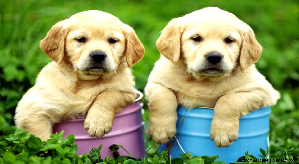 WORLD39S FUNNIEST PUPPIES YouTube WORLD39S FUNNIEST PUPPIES YouTube