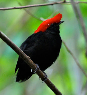 Helmeted Manakin Male