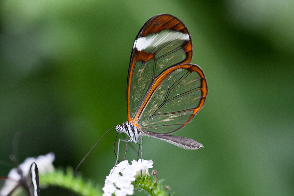 فراشة الأجنحة الزجاجية  Glasswinged+Butterfly+05