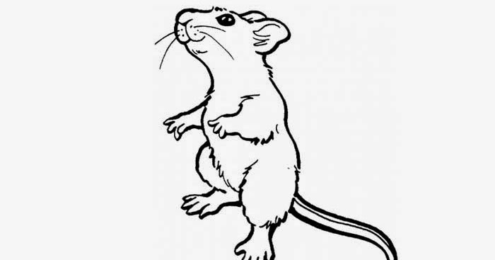 Hwfd Rat Coloring Pages Picture Hd Wallapapers Free Download