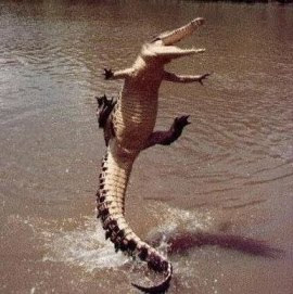 excited crocodile