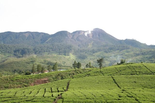 Kebun Teh Solok