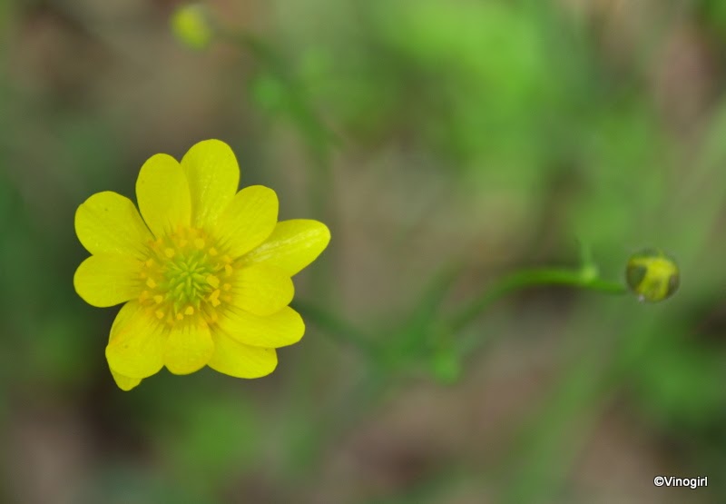 Vinsanity What's up buttercup?