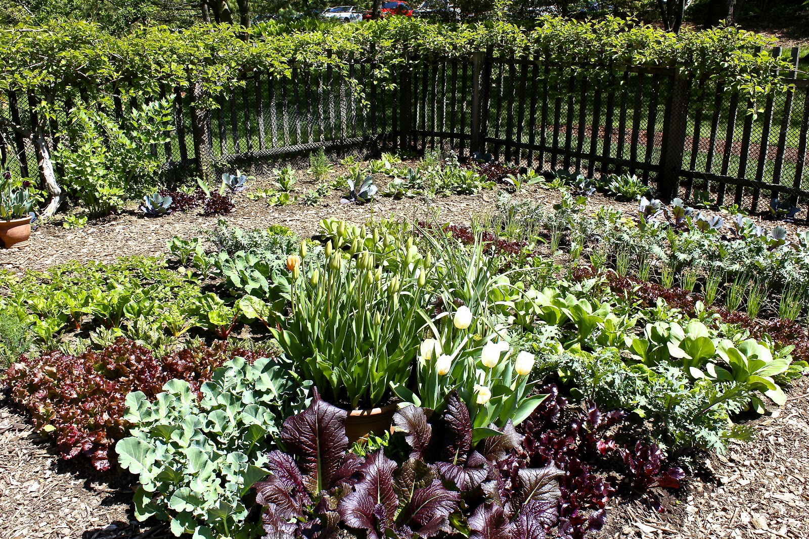 figs flowers food CHANTICLEER GARDENS in Wayne, Pennsylvania