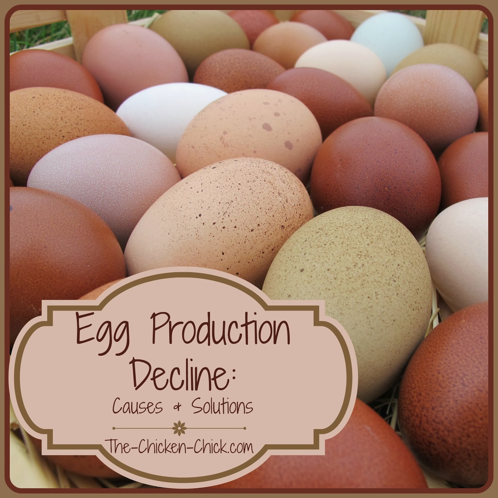 drop in egg production can be one of the first signs of a problem in 