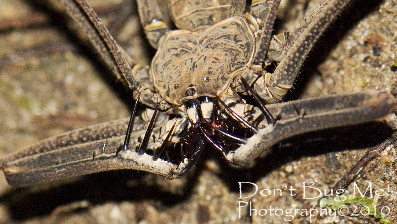 Whip Scorpion Facts
