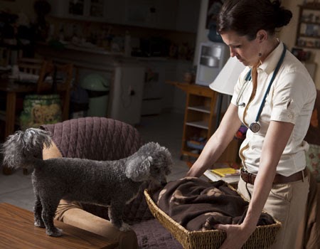 veterinary hospice lap