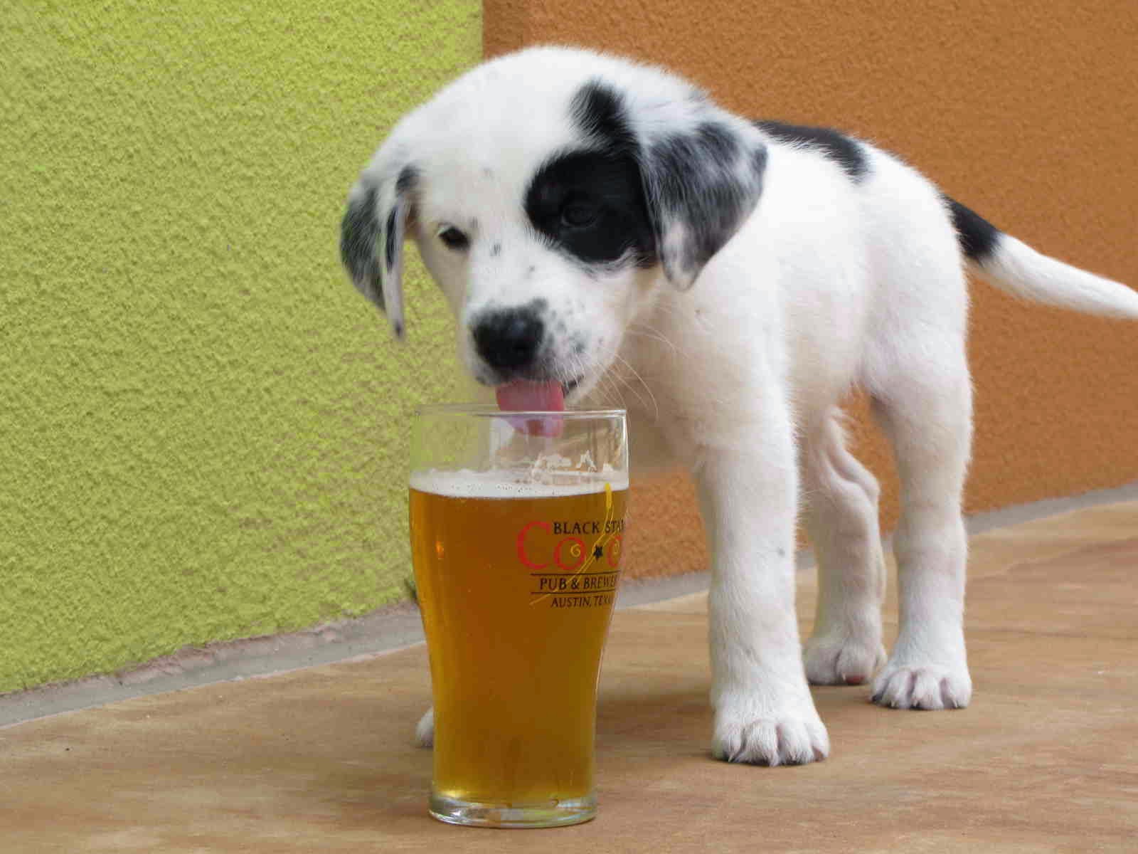 Top 10 Surprising Pet Inventions Most Beautiful