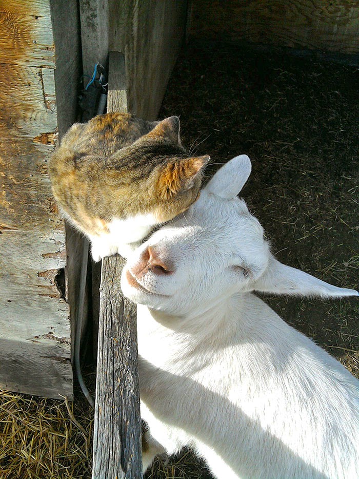 #9 Cat And Goat - Unusual Animal Friendships That Are Absolutely Adorable! #9 Cat And Goat - Unusual Animal Friendships That Are Absolutely Adorable!
